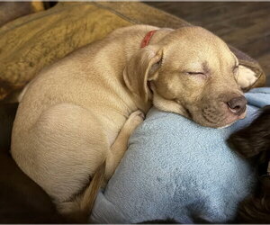 Rosalie- Belles & Beau Litter - Female American Staffordshire Terrier-Unknown Mix Dog for Adoption - Photo #5
