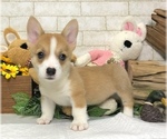 Small Photo #5 Pembroke Welsh Corgi Puppy For Sale in BEVERLY HILLS, CA, USA