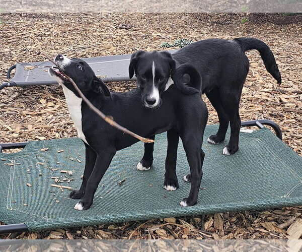 Medium Photo #3 Labrador Retriever Puppy For Sale in Bloomingdale, NJ, USA