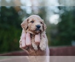 Small #2 Goldendoodle (Miniature)
