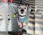 Small #10 American Pit Bull Terrier Mix