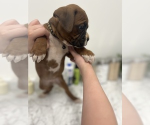 Boxer Puppy for sale in BLOOMFIELD, KY, USA