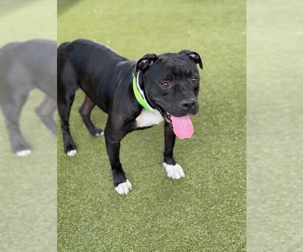 Medium Photo #2 American Pit Bull Terrier-Unknown Mix Puppy For Sale in Waco, TX, USA