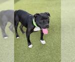 Small #1 American Pit Bull Terrier Mix
