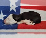 Small #2 Border Collie