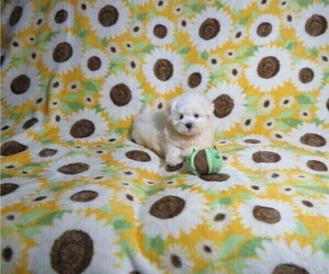 Maltese Puppy for Sale in COOKEVILLE, Tennessee USA