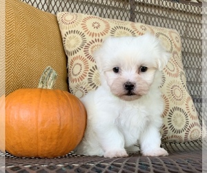 Maltese Puppy for sale in WESTFIELD, IN, USA