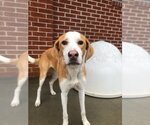 Small Photo #8 English Foxhound-Unknown Mix Puppy For Sale in Raleigh, NC, USA