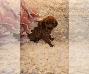 Goldendoodle (Miniature) Puppy for sale in INDIANAPOLIS, IN, USA