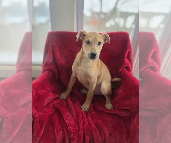 Medium Photo #5 Shepradors Puppy For Sale in SHERBURNE, NY, USA