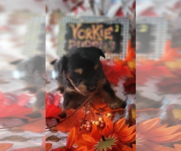 Medium Photo #3 Yorkshire Terrier Puppy For Sale in AKRON, OH, USA