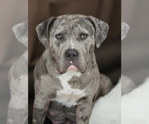 Mother of the American Bully puppies born on 03/13/2025