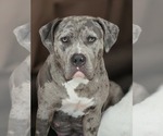 Small Photo #1 American Bully Puppy For Sale in SAN JOSE, CA, USA