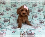 Small #5 Cockapoo (Miniature)