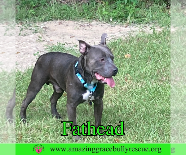 Medium Photo #13 American Pit Bull Terrier-Unknown Mix Puppy For Sale in Pensacola, FL, USA