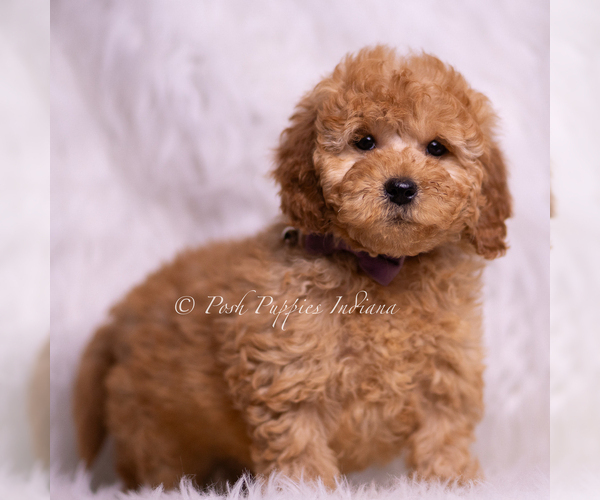Medium Photo #85 Goldendoodle (Miniature) Puppy For Sale in WARSAW, IN, USA