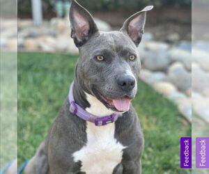 Tinsel - Female Mutt Dog for Adoption - Photo #4