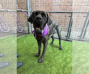 Mastiff Dogs for adoption in Goodyear, AZ, USA