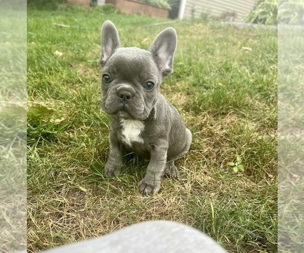 Medium Photo #2 French Bulldog Puppy For Sale in MILLVILLE, MN, USA