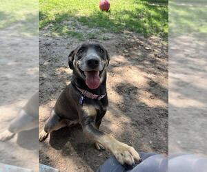 Labrador Retriever-Unknown Mix Dogs for adoption in West Valley, UT, USA