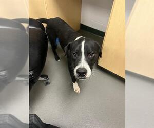 Black Mouth Cur Dogs for adoption in Corpus Christi, TX, USA