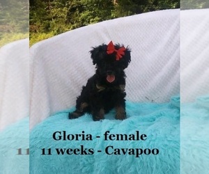 Cavapoo Puppy for sale in CLARKRANGE, TN, USA