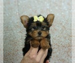 Small Photo #4 Yorkshire Terrier Puppy For Sale in WARSAW, IN, USA