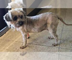 Shih Tzu Dogs for adoption in Conroe, TX, USA