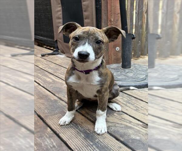 Medium Photo #1 Mutt Puppy For Sale in Santa Cruz, CA, USA