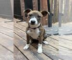 KRYSTAL* - Female Mutt Dog for Adoption - Small photo