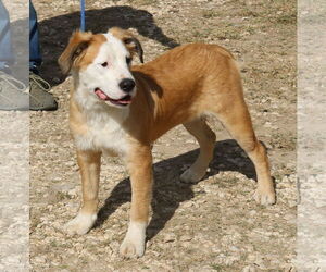Pocket - Female Great Pyrenees-Mastiff Mix Dog for Adoption - Photo #2