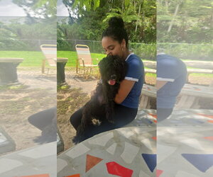 Bella - Female Mutt Dog for Adoption - Photo #4