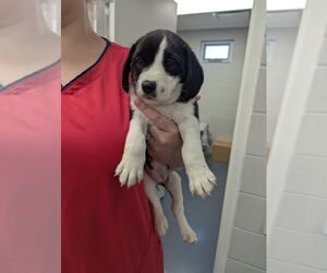 Beagle Dogs for adoption in Evansville, IN, USA