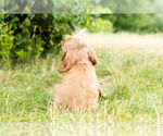 Small #9 Cockapoo