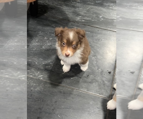 Medium Photo #44 Australian Shepherd Puppy For Sale in NEW BRAUNFELS, TX, USA