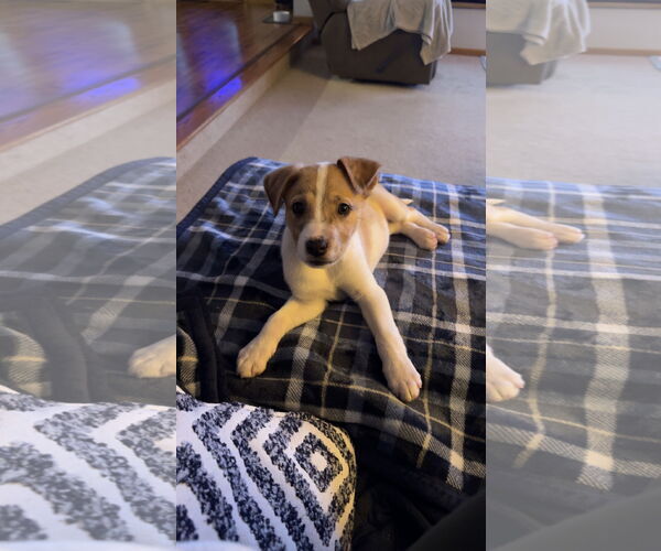 Medium Photo #3 Mutt Puppy For Sale in Brooklyn Center, MN, USA