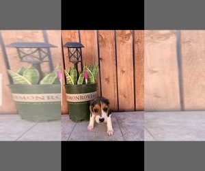 Beagle Puppy for sale in SAN BERNARDINO, CA, USA