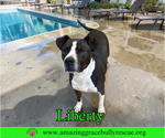 Small #3 Labrador Retriever Mix