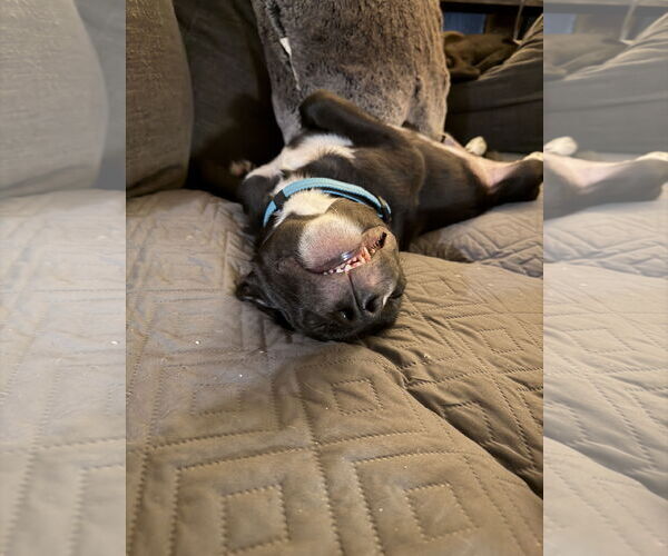 Medium Photo #4 Labrador Retriever-Retriever  Mix Puppy For Sale in Des Moines, IA, USA