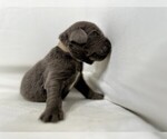 Puppy Ms White Newfoundland