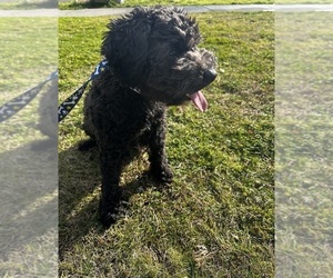 Father of the Cavapoo (Miniature) puppies born on 02/04/2026