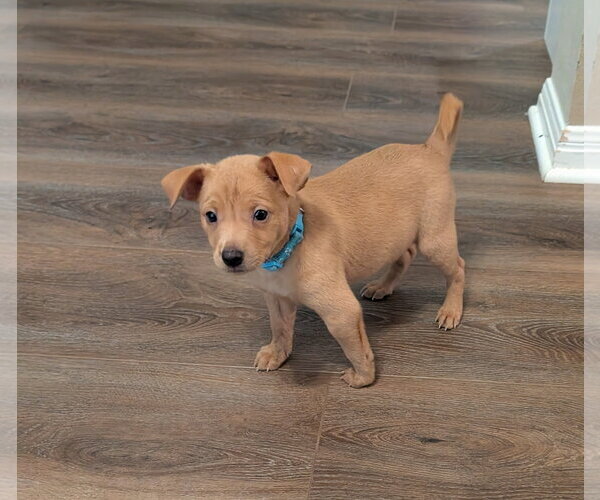 Medium Photo #3 Chihuahua-Unknown Mix Puppy For Sale in The Woodlands, TX, USA