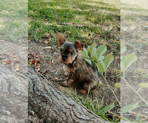 Yorkshire Terrier Puppy for sale in EULESS, TX, USA