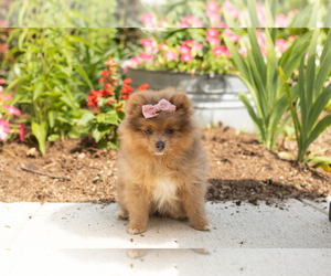 Pomeranian Puppy for sale in NAPPANEE, IN, USA