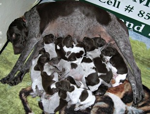 Father of the German Shorthaired Pointer puppies born on 03/15/2018