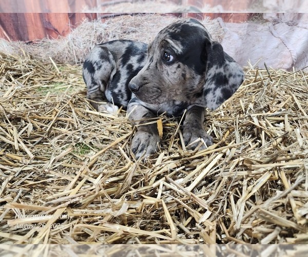 Medium Photo #4 Catahoula Leopard Dog Puppy For Sale in CUMBY, TX, USA