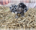 Small #3 Catahoula Leopard Dog