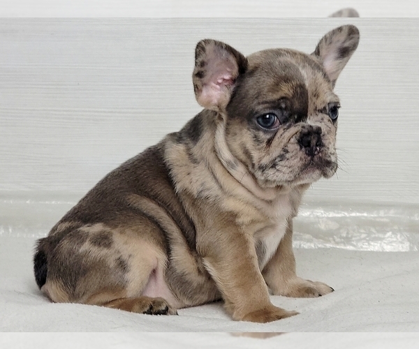 Medium Photo #4 French Bulldog Puppy For Sale in SILVER SPRING, MD, USA