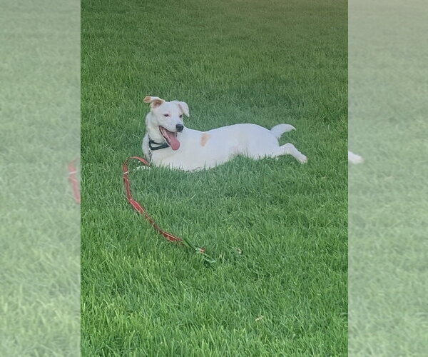 Medium Photo #3 Mutt Puppy For Sale in Dana Point, CA, USA