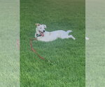 Small Photo #3 Mutt Puppy For Sale in Dana Point, CA, USA